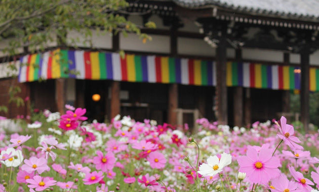 17番・般若寺のコスモス（イメージ）