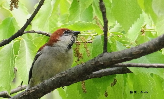 ニュウナイスズメ（イメージ）