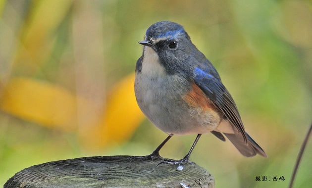 ルリビタキ・オス（イメージ）