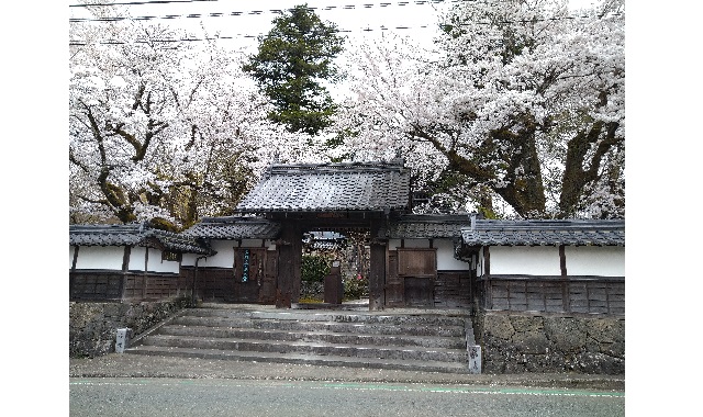 隆国寺山門と桜