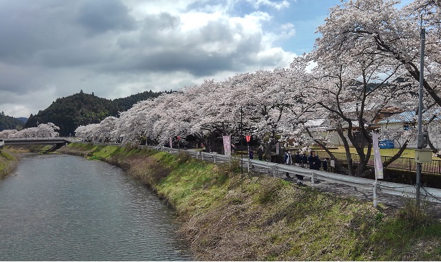 芳野川の水分桜