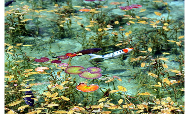 モネの池（イメージ）