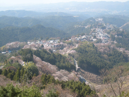 【富士登山塾 ステップ2】吉野の桜と青根ケ峰