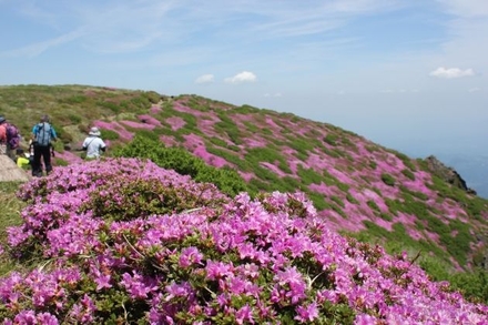 ミヤマキリシマの九重連山