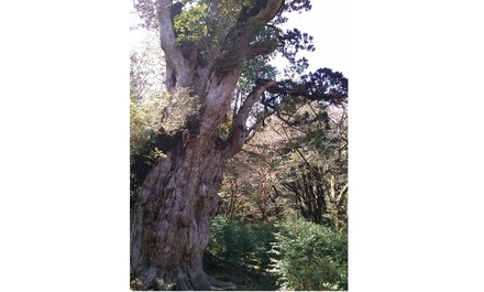 宮之浦岳と縄文杉