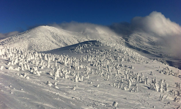 八甲田山スキー場の樹氷（イメージ）