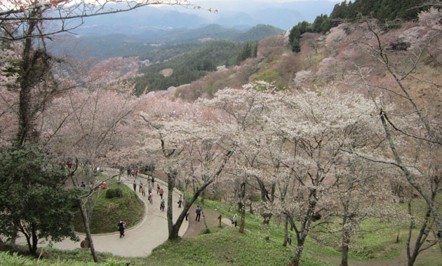 吉野の桜と青根ケ峰