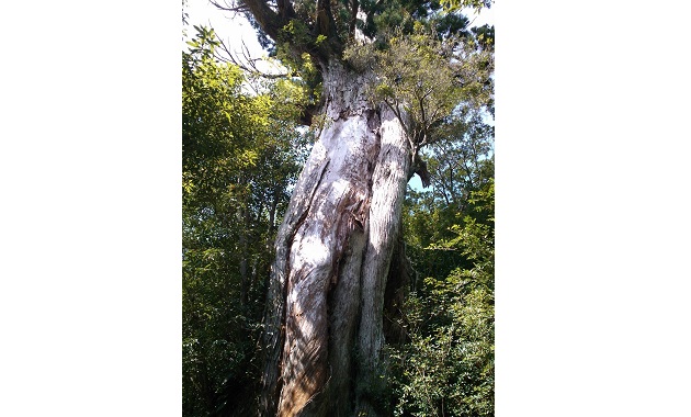 樹齢3000年とも言われる弥生杉・下部(イメージ)