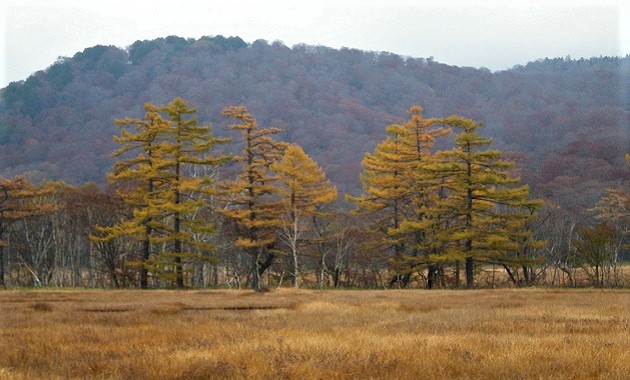 尾瀬ケ原から見る至仏山（イメージ）