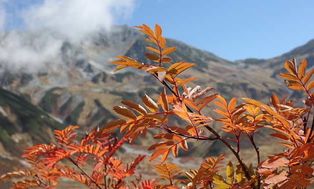 色づく立山のナナカマド(イメージ)