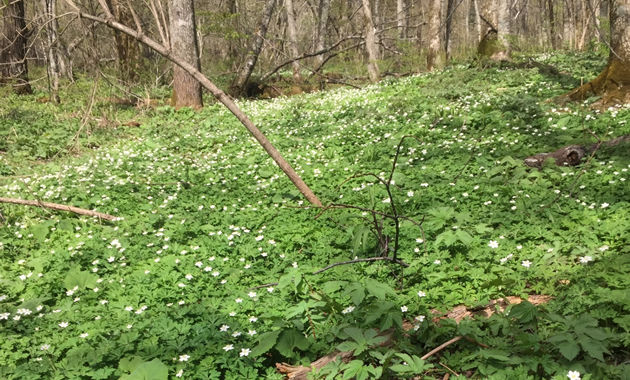 上高地のニリンソウ（イメージ）