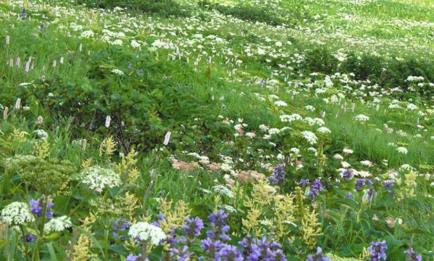 利尻山のお花畑（イメージ）写真提供：田中屋ひなげし館／撮影7月ごろ