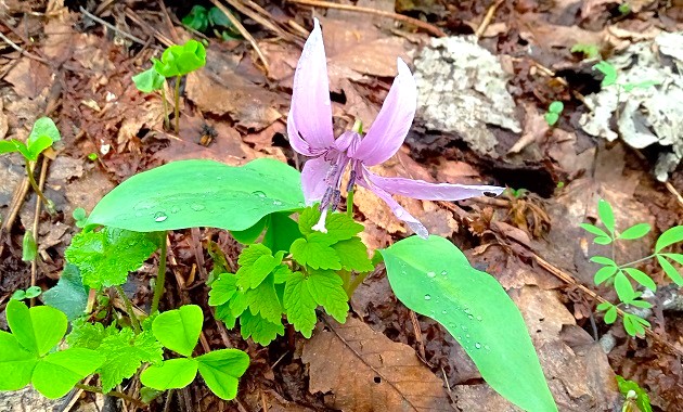 春の花を代表するカタクリ（イメージ）