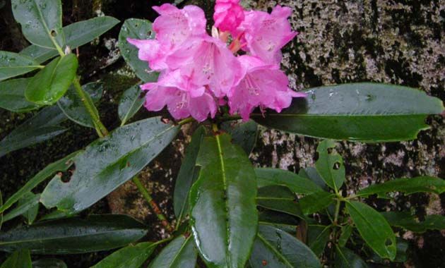 例年５月下旬から６月上旬に見ごろを迎える瑞牆山のシャクナゲ（イメージ）
