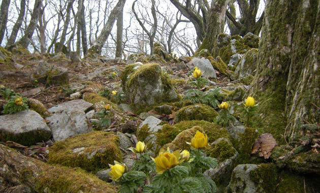 春の藤原岳を代表する花フクジュソウ（イメージ）。花期は3月上旬から4月上旬。