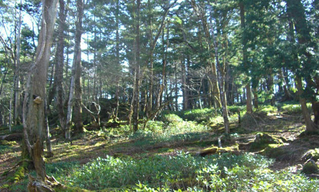 夏の西大台ケ原（イメージ）