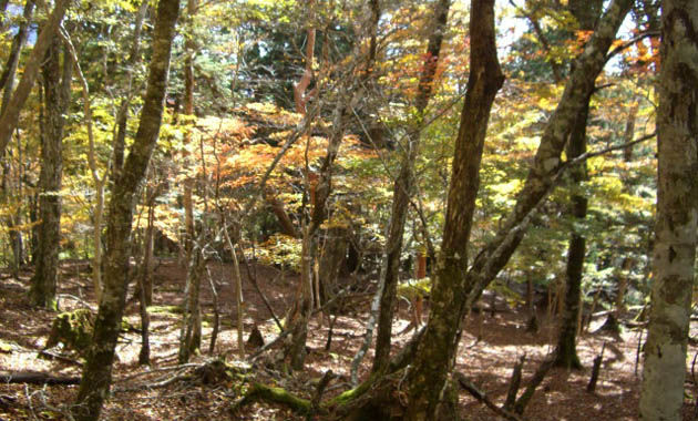 秋の西大台ケ原（イメージ）