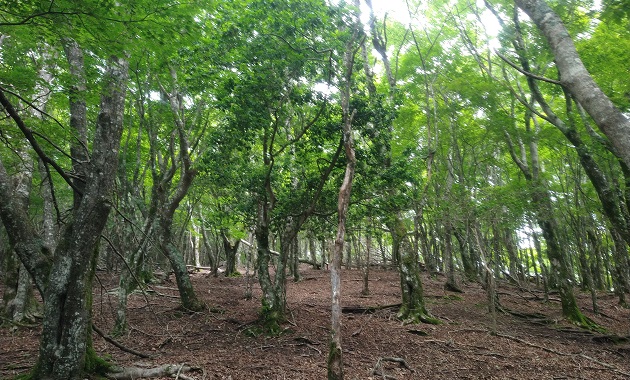 ブナ林が美しい観音峰(イメージ)