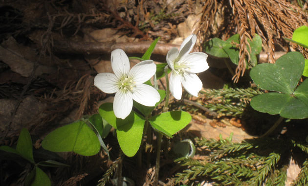 大江高山登山道にさく花（イメージ）