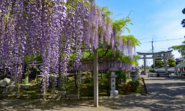 三大神社(提供：(公社)びわこビジターズビューロー)