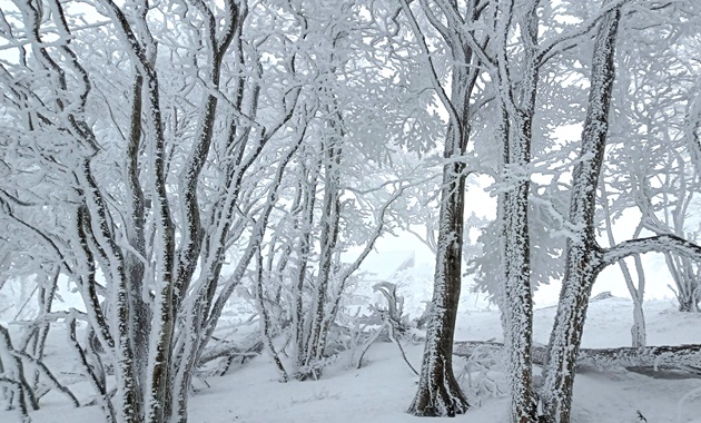 明神平手前の樹氷(イメージ)