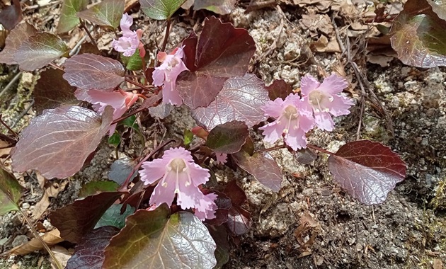 伯州山のイワウチワ(イメージ)