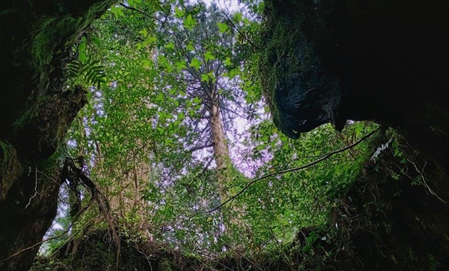 ウィルソン株(イメージ)