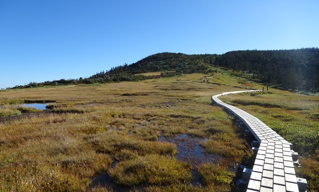 苗場山山頂の湿原(イメージ)