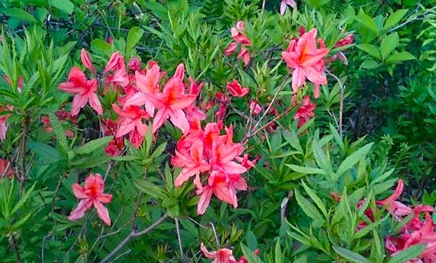 レンゲツツジ(イメージ)