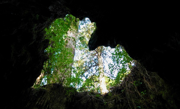 屋久島・ウィルソン株(提供:一般社団法人屋久島観光協会)