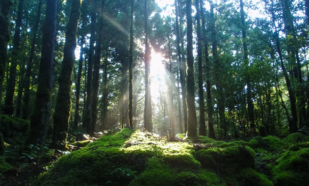 屋久島・縄文トレイル（提供：一般社団法人屋久島観光協会）