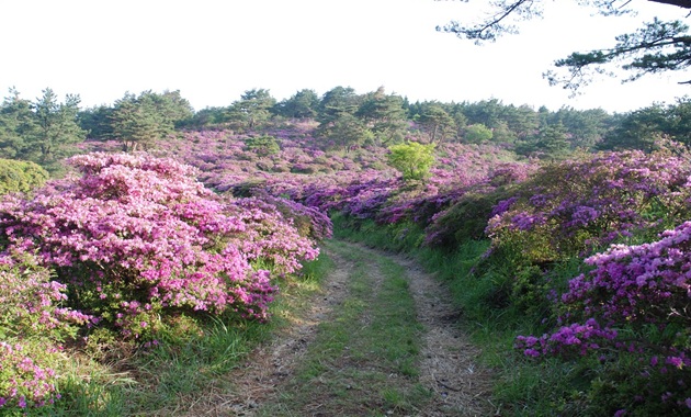 万年山のミヤマキリシマ(イメージ)