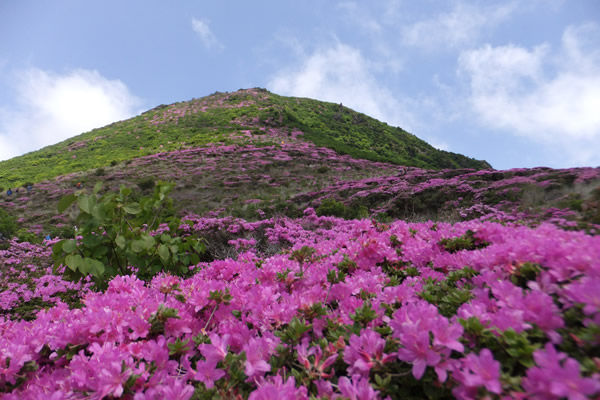 花の百名山