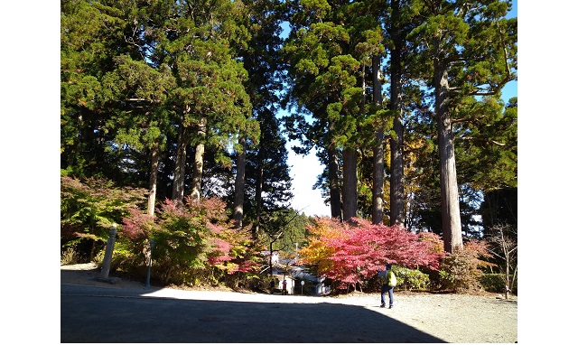 高野山の紅葉②（イメージ）
