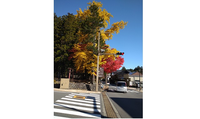 高野山の紅葉（イメージ）