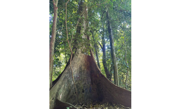 クックフオン国立公園