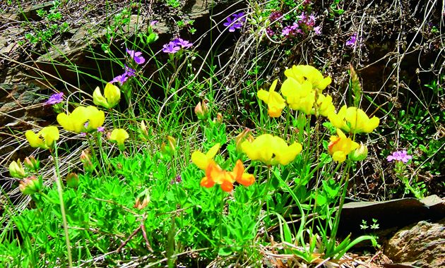 ピレネーの高山植物（イメージ）